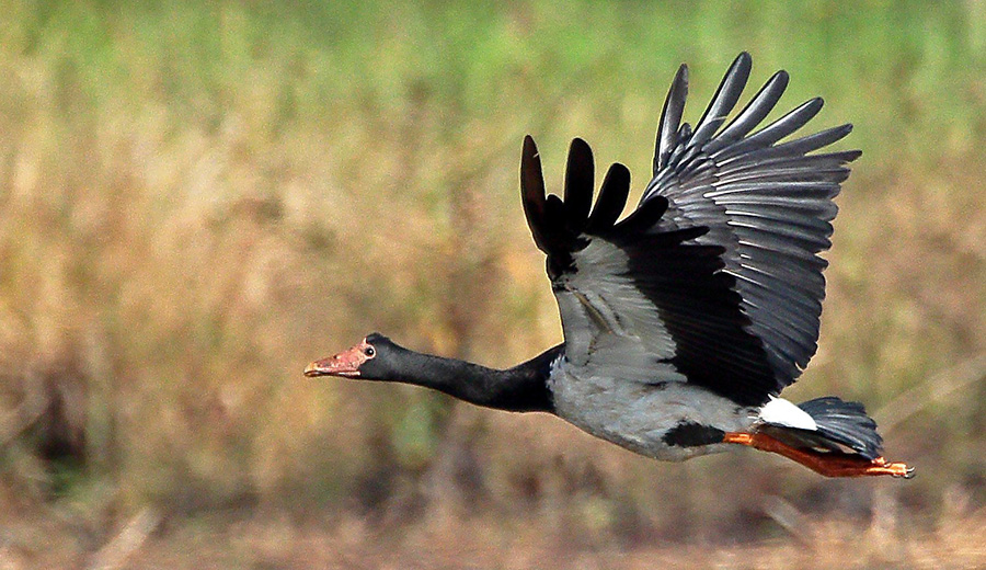 Waterfowl Hunting Season kicks off with a bang