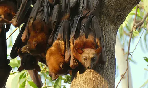 Little Red Flying Foxes and the Australian bat lyssavirus