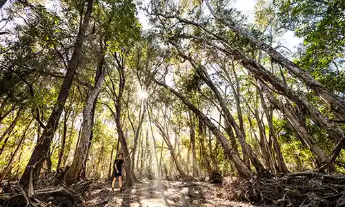 Living your best life as a volunteer campground host