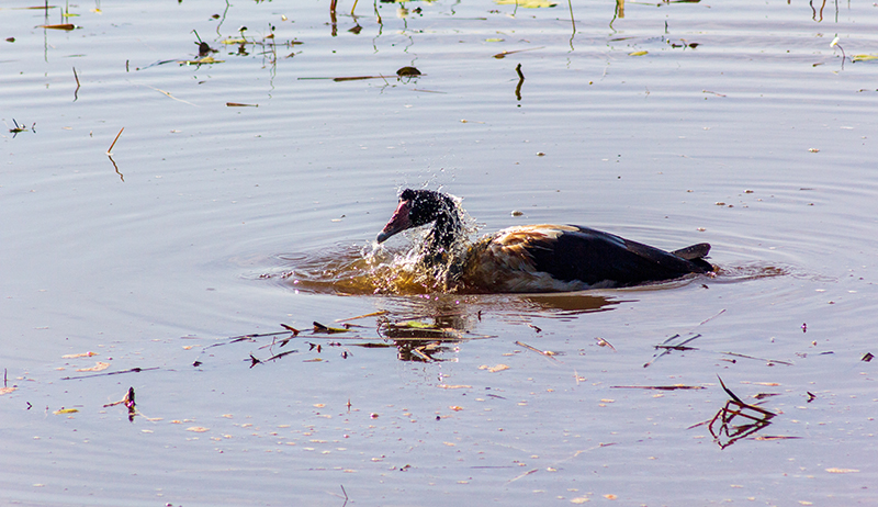 2023 waterfowl hunting season bag limits