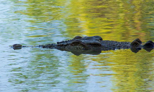 Management Program for the Saltwater Crocodile in the Northern Territory