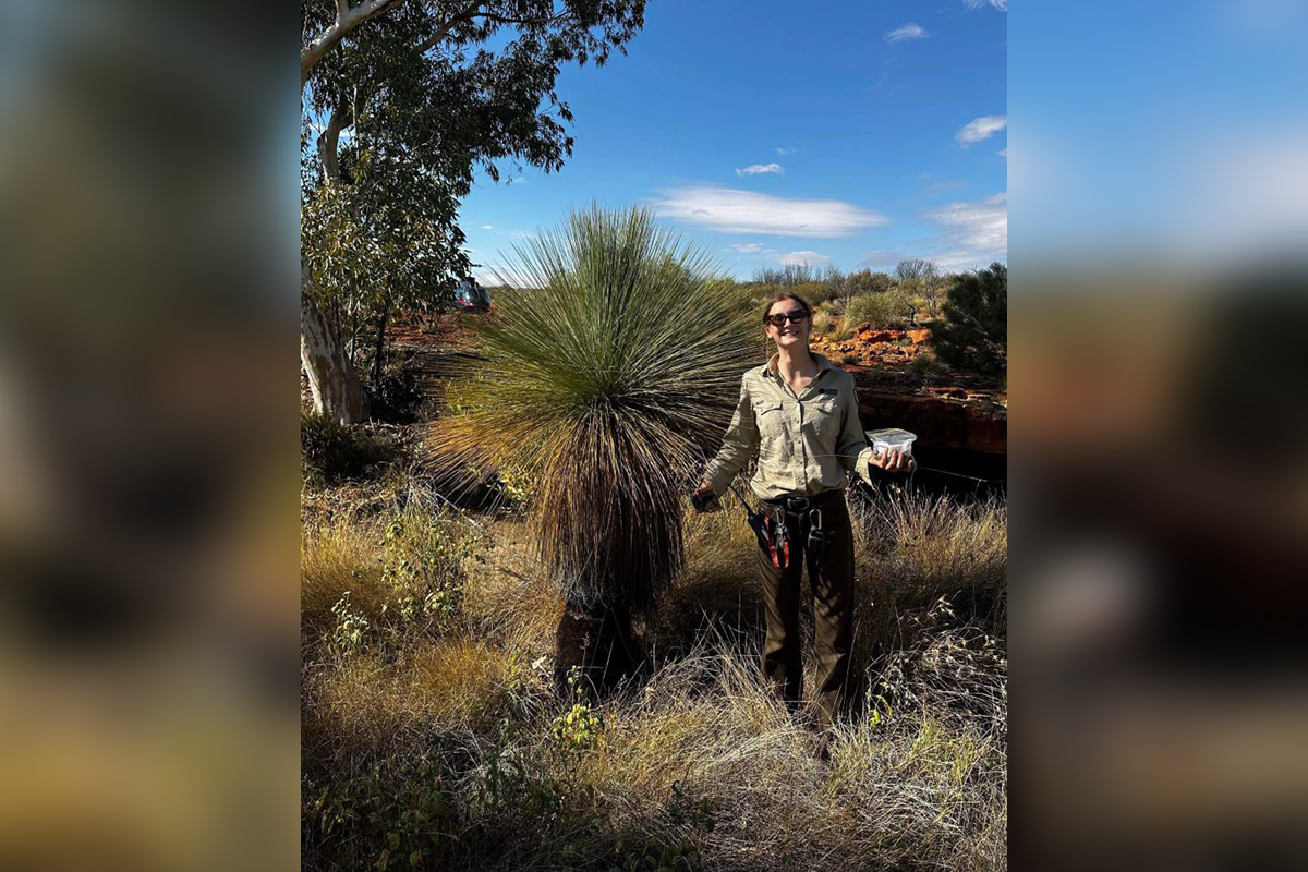 Protecting quandongs and grass trees at Watarrka National Park