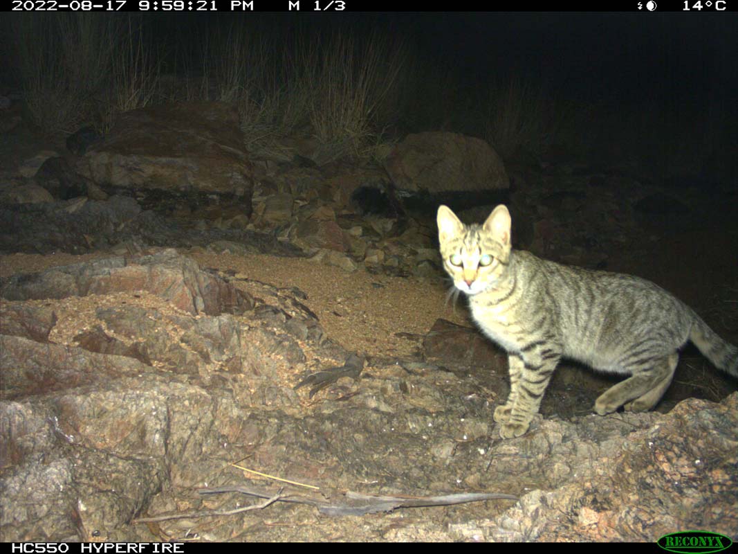 Capturing feral cat activity and distribution on camera traps throughout Tjoritja/West MacDonnell National Park