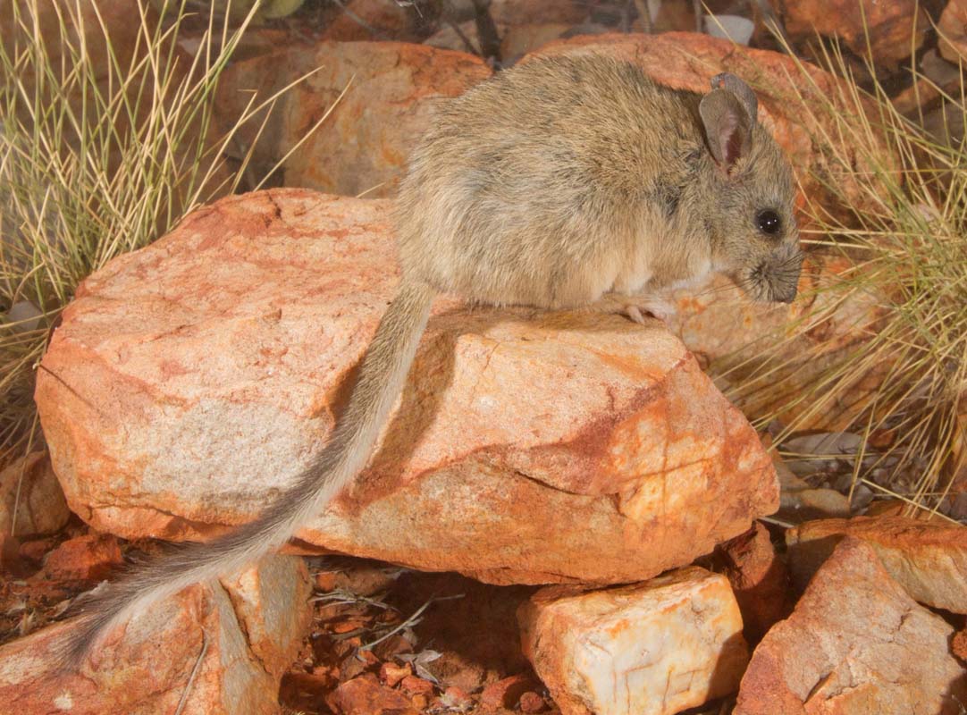 Priority Places initiative to benefit MacDonnell Ranges threatened species