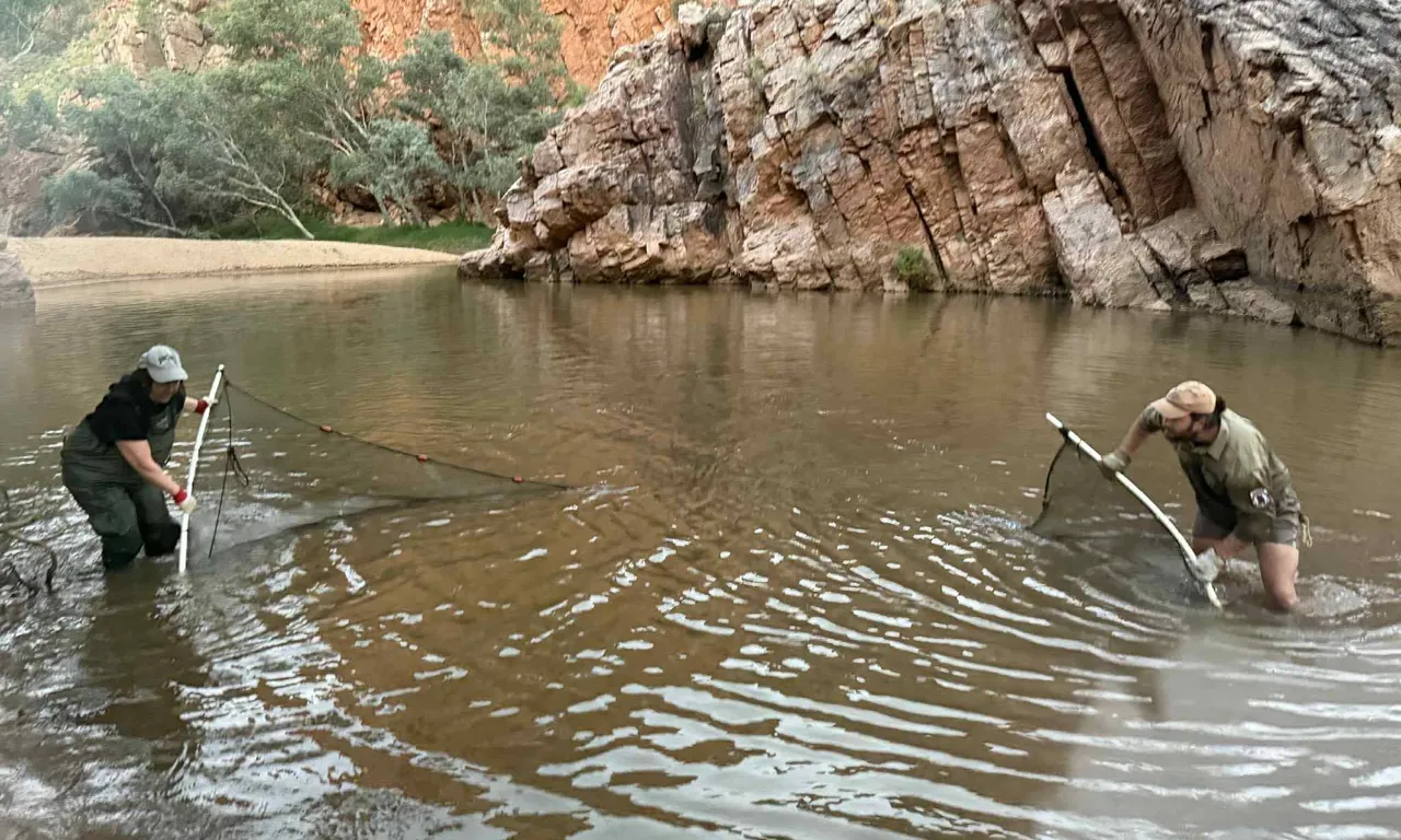 Park Rangers and Scientists work together to remove pet fish from Emily Gap.