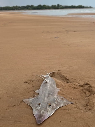 A picture of bottlenose wedgefish stranded on Casuarina Beach