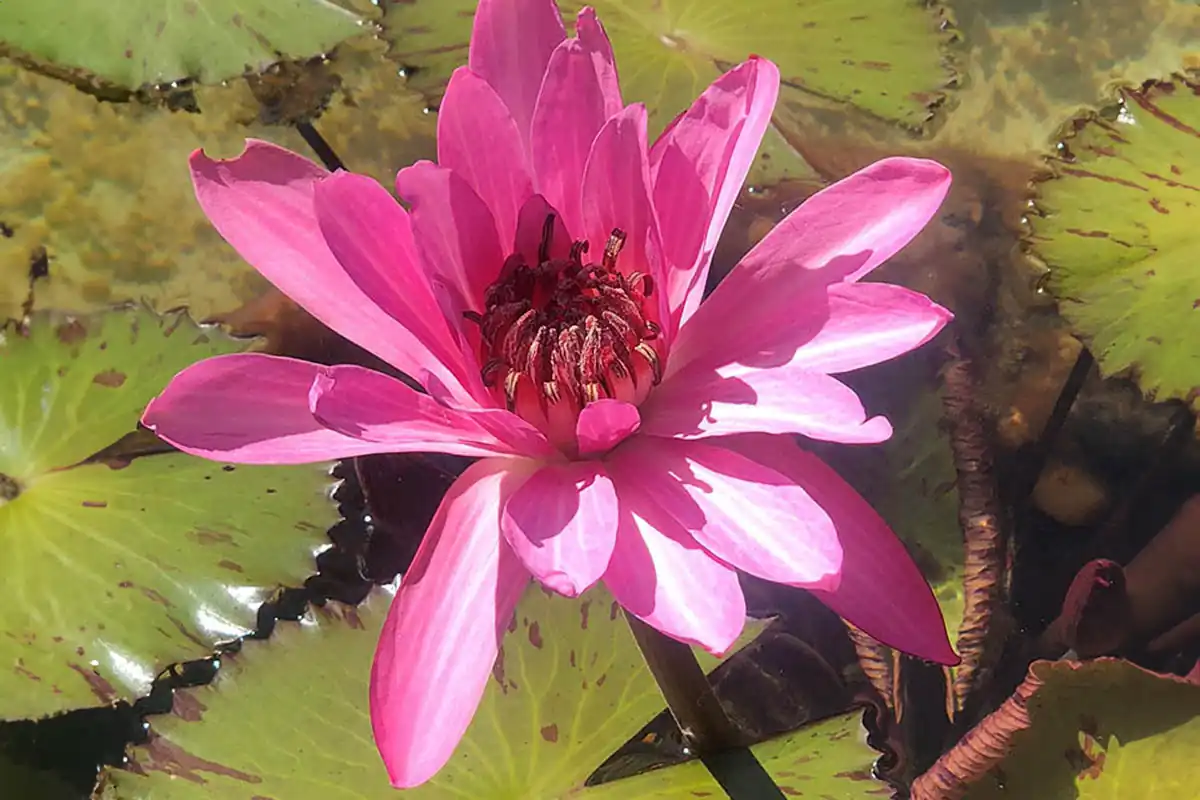 Wet season brings lush growth at the George Brown Botanic Gardens