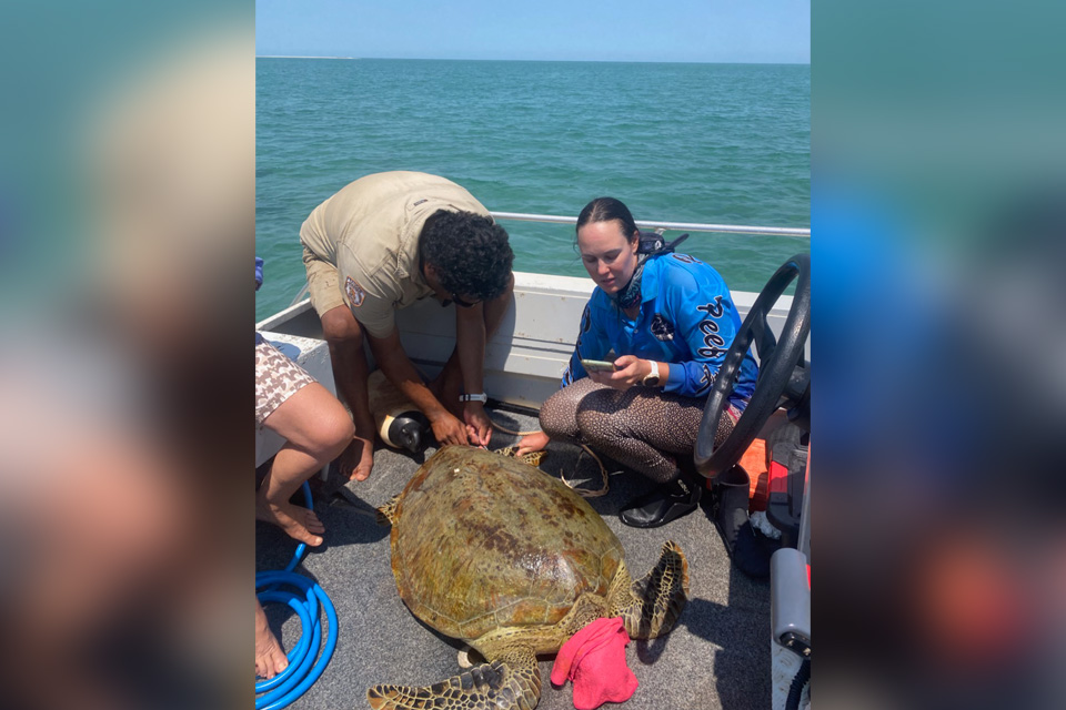 Collecting DNA from a Green turtle.