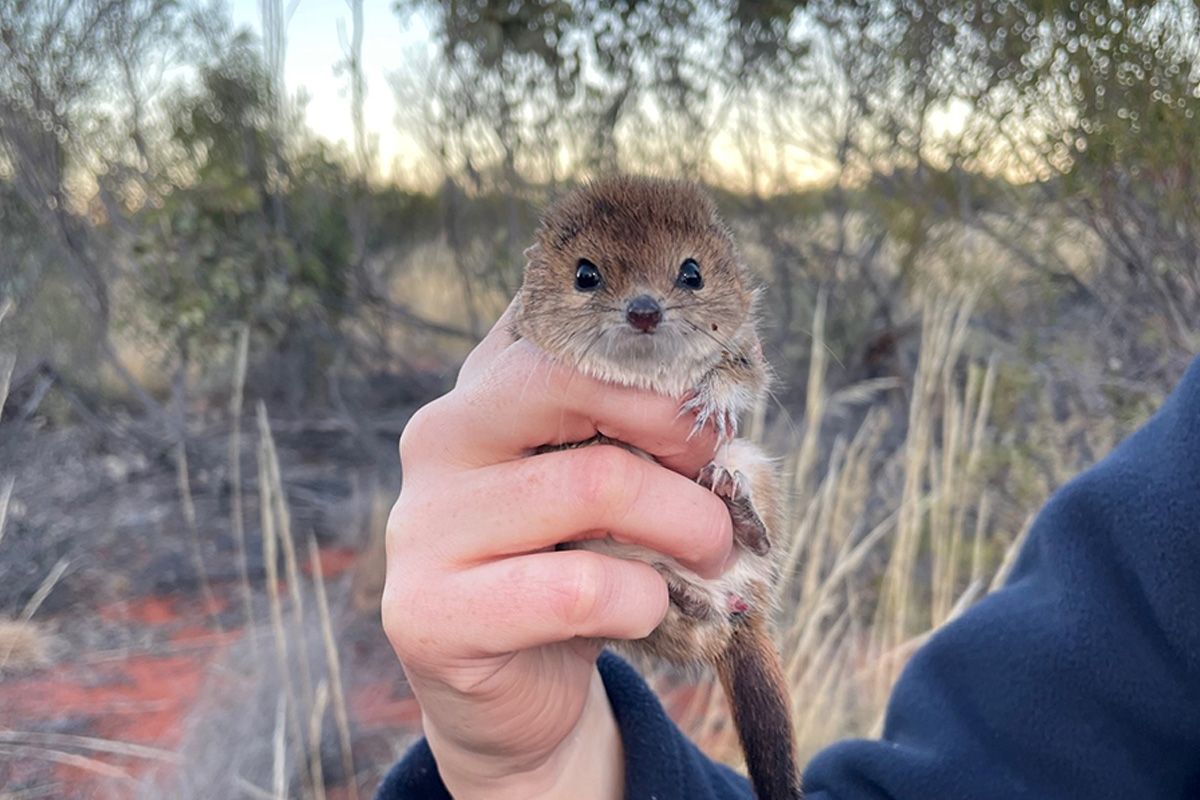 New furry faces at the Desert Park