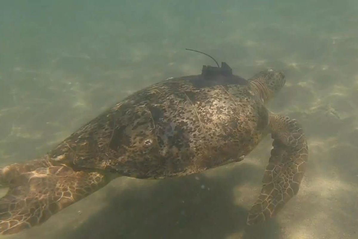 Garig Gunak Barlu National Park rangers undertake marine megafauna research