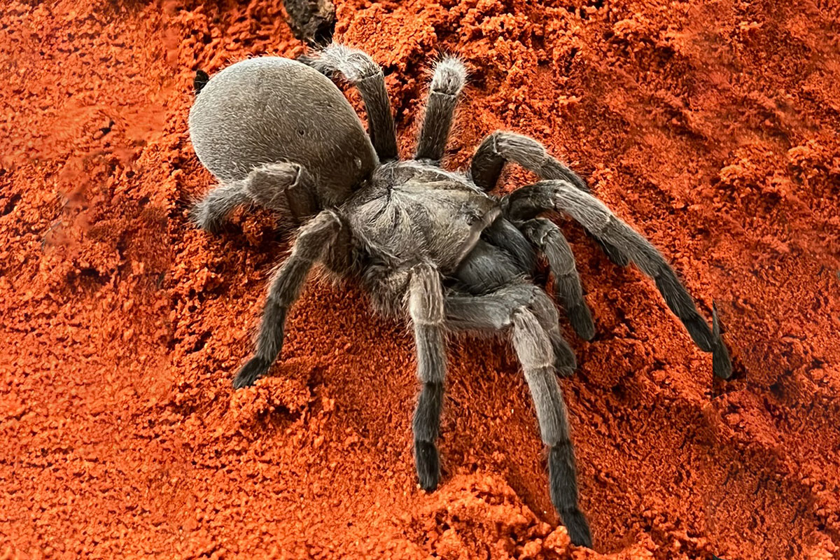 New exhibits at the Alice Springs Desert Park