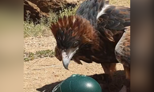 Alice Springs Desert Park ‘Buzzes’ into the Spotlight with Viral Bird Show Moment
