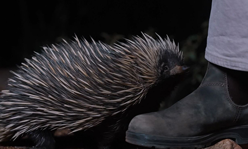 Dine with the Stars and Walk with the Wild: Alice Springs Desert Park’s NEW Nocturnal Outback BBQ Tour