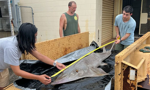 Rarely seen Bottlenose wedgefish washes up on Casuarina beach