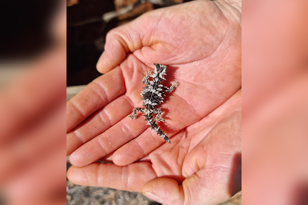 Thorny devil hatchlings make their debut at the Alice Springs Desert Park